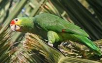 紅額金剛鸚鵡的產(chǎn)地 紅額金剛鸚鵡的簡(jiǎn)介
