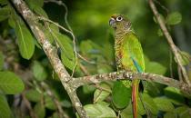 紅腹金剛鸚鵡產自哪里？紅腹金剛鸚鵡的簡介