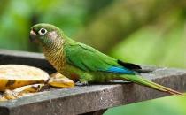 紅腹金剛鸚鵡的價格 紅腹金剛鸚鵡的飼養方法