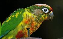 紅腹鸚鵡多少錢能買？紅腹鸚鵡的飼養方法