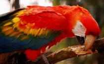 紅肩金剛鸚鵡的價格 紅肩金剛鸚鵡的飼養方法