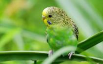 虎皮鸚鵡是怎樣的？虎皮鸚鵡的產地