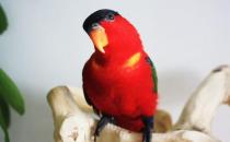 金領金剛鸚鵡的飼養方法 金領金剛的鸚鵡價格