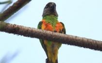 金色錐尾鸚鵡的飼養方法 金色錐尾鸚鵡的價格