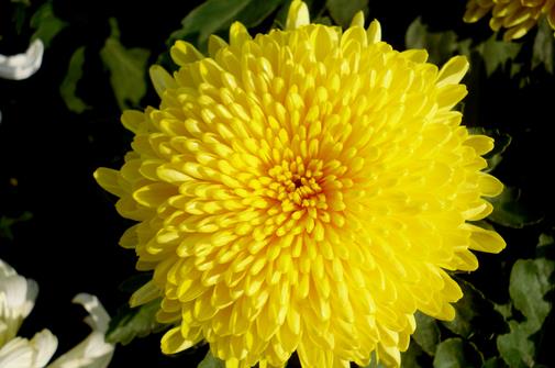 幾個讓你皮膚變白的小秘方