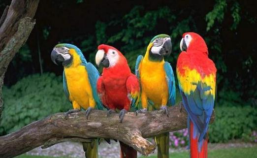 藍頭金剛鸚鵡的簡介 藍頭金剛鸚鵡產(chǎn)地