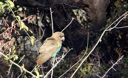 邁耶氏鸚鵡多少錢?邁耶氏鸚鵡的飼養方法