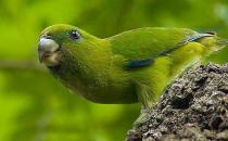 快速鸚鵡的簡介 快速鸚鵡的產地