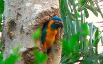 藍喉金剛鸚鵡是什么？藍喉金剛鸚鵡的產(chǎn)地