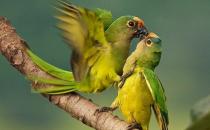 藍喉錐尾鸚鵡產自哪里？藍喉錐尾鸚鵡的簡介