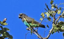 邁耶氏鸚鵡的簡(jiǎn)介 邁耶氏鸚鵡的產(chǎn)地