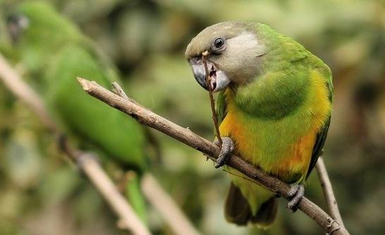 塞內加爾鸚鵡的簡介 塞內加爾鸚鵡的外形特征