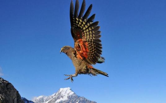 啄羊鸚鵡有什么生活習性?