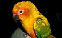 太陽錐尾鸚鵡的簡介 太陽錐尾鸚鵡的產地