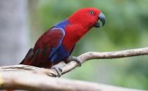 折衷鸚鵡的飼養方法 折衷鸚鵡的產地