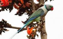 紫紅頭鸚鵡應該如何飼養？