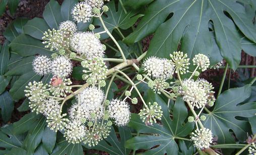 這些植物都有毒！要防著點(diǎn)兒了！