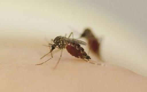 為什么有的人總是被蚊子叮咬?