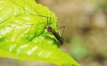 被蚊子叮咬后為什么會有包？