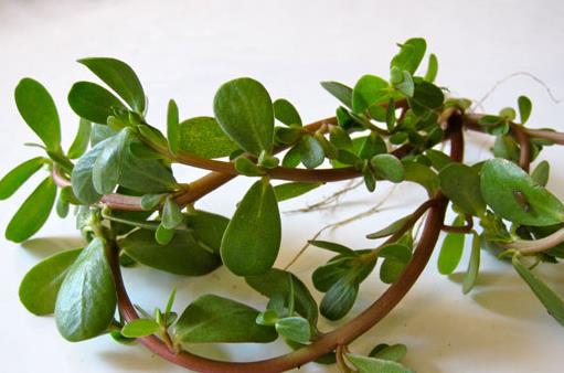 吃什么對頭發好 盤點17種護發食物