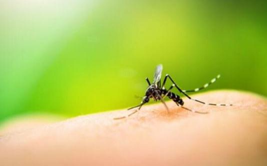 被蚊蟲叮咬了怎么消腫?