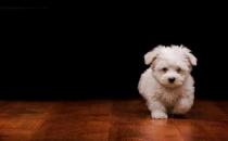 家有萌寵：寵物不能吃什么？