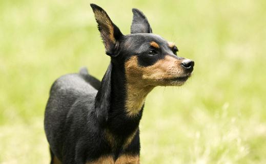 養(yǎng)狗必知狗狗心!狗狗習(xí)性解析