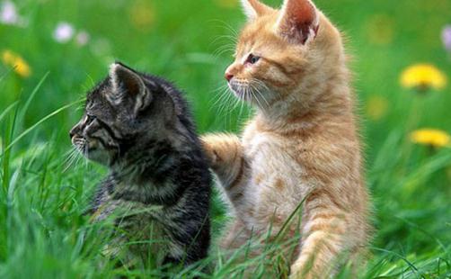 貓咪的動作都代表什么呢?