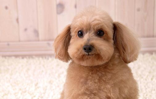 哪些寵物易攜帶沙門氏菌?