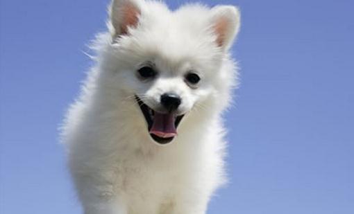 怎么選擇適合自己的小狗?