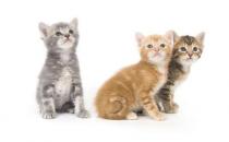 給貓咪喂食的技巧