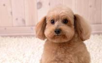 哪些寵物易攜帶沙門氏菌？