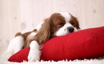 養狗前你需要做好這些準備