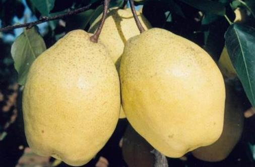 驚蟄節氣吃什么好?驚蟄傳統食物有哪些?