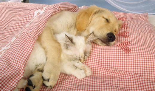 自制狗狗咬膠類狗糧的方法