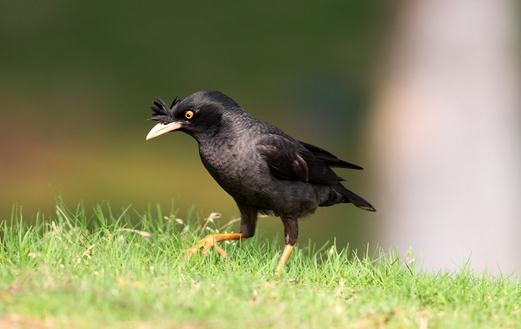 寄生蟲導(dǎo)致八哥換羽毛怎么辦?