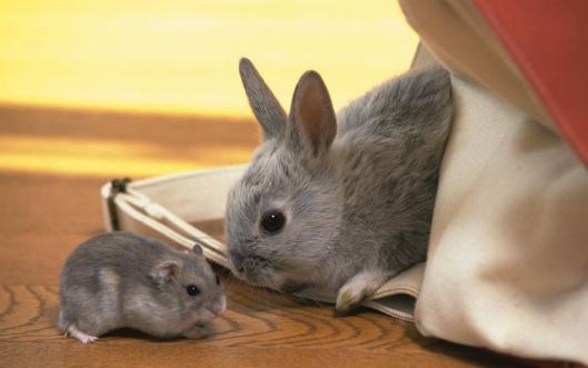 如何挑選健康的寵物兔？