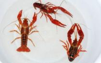 小龍蝦對水質的要求