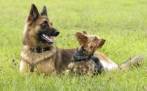 想要養狗必須要了解的選狗原則