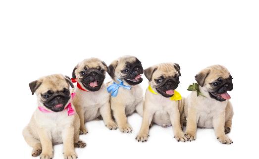 沒斷奶的小狗怎么照顧？仔犬飼養方法