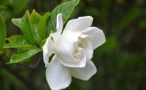 梔子花葉子發黃的原因是什么？