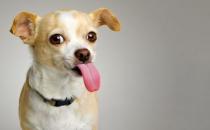 想養狗狗嗎？新手養狗的具體攻略