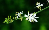 吊蘭葉尖干枯了還有救嗎？