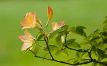 杜鵑花怎么種植？科學養殖杜鵑花的方法