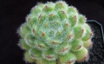 多肉植物如何進(jìn)行葉插繁殖？