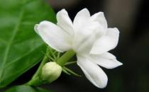 花盆里有蟲蟻怎么辦？