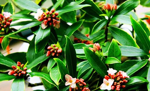 這些植物放在家中有意想不到的功效!