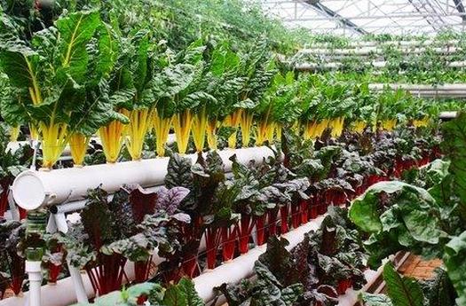 在陽臺栽蔬菜的方法要點