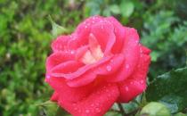 你買到的月季的品種好嗎？