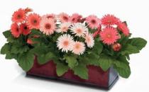 室內(nèi)養(yǎng)花光線不足的彌補方法